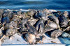 Ducks killed by oil pollution