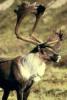 Caribou