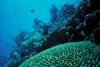 coral reef