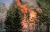 forest fire