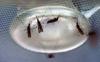 Malaria laboratory research