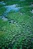 mangrove swamp