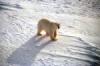 polar bear on sea ice