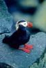 tufted puffin