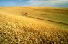 wheat crop field