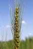 wheat head infected with scab
